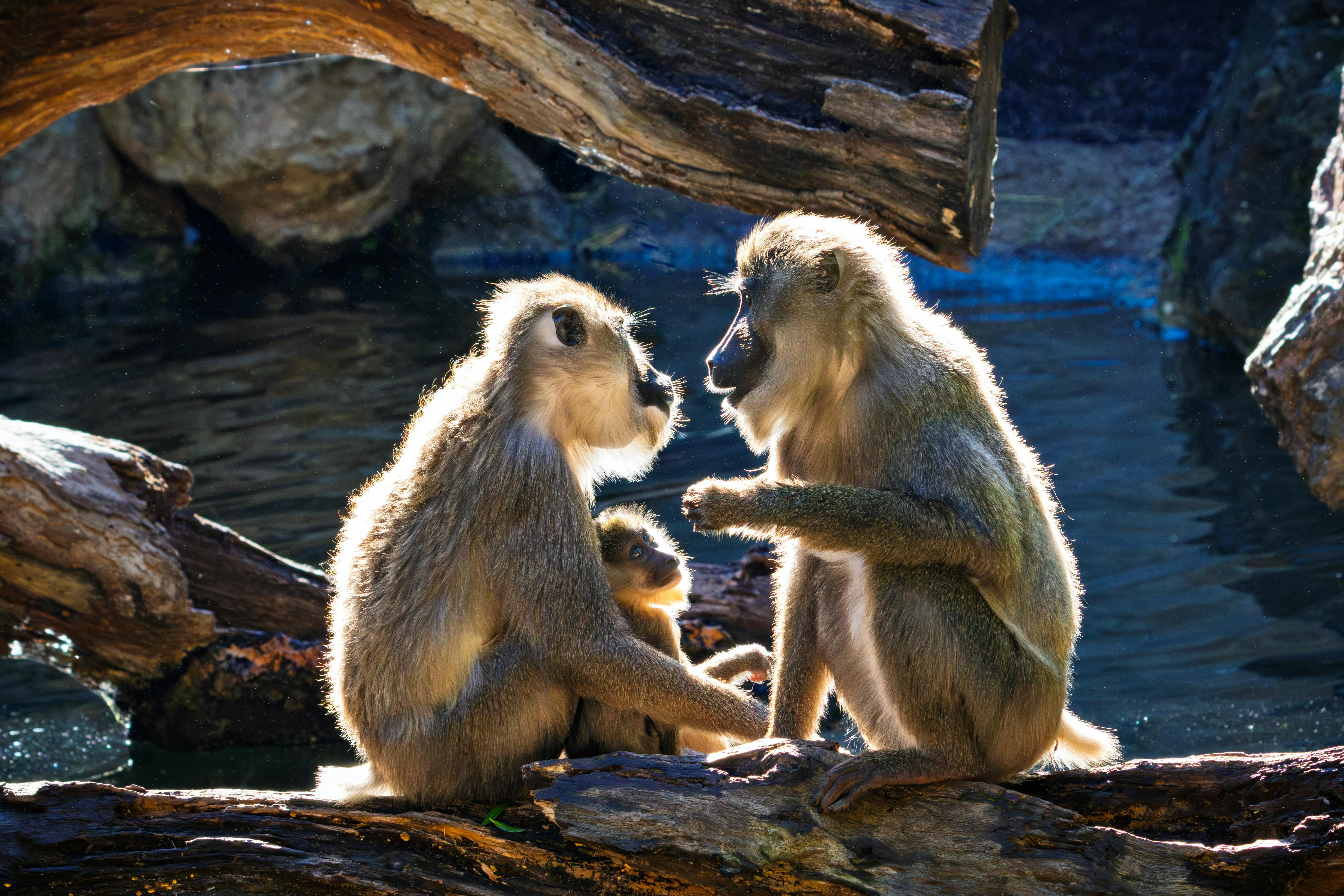 18 Ways Animals Communicate Without Sound