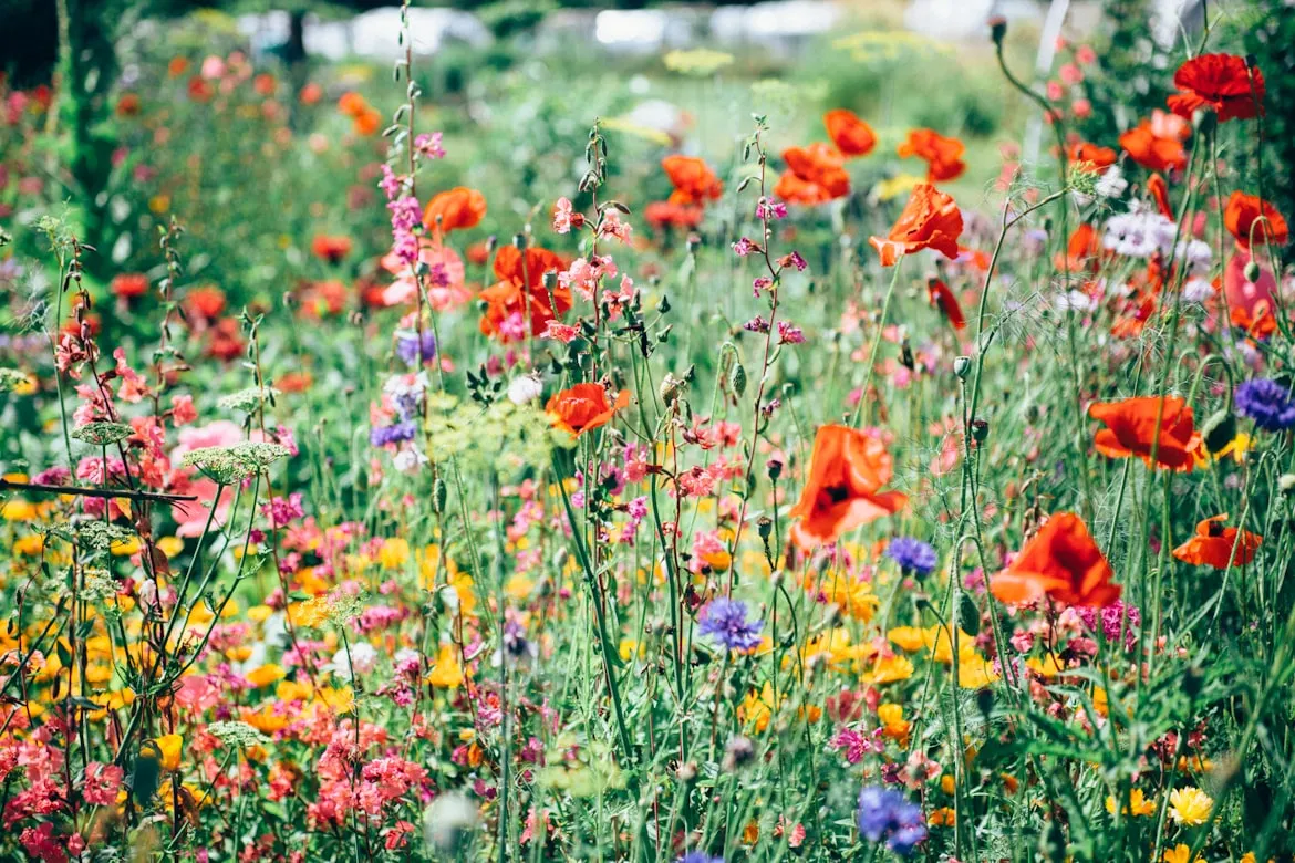 Nature Uninterrupted Photography from Unsplash