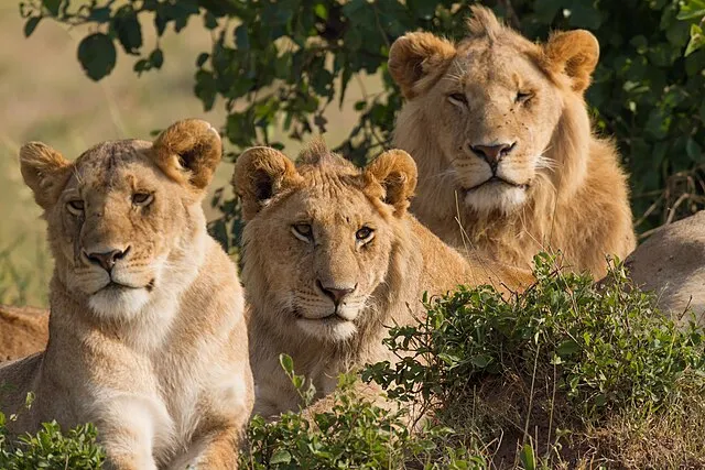 20 Species Known for Cooperative Survival