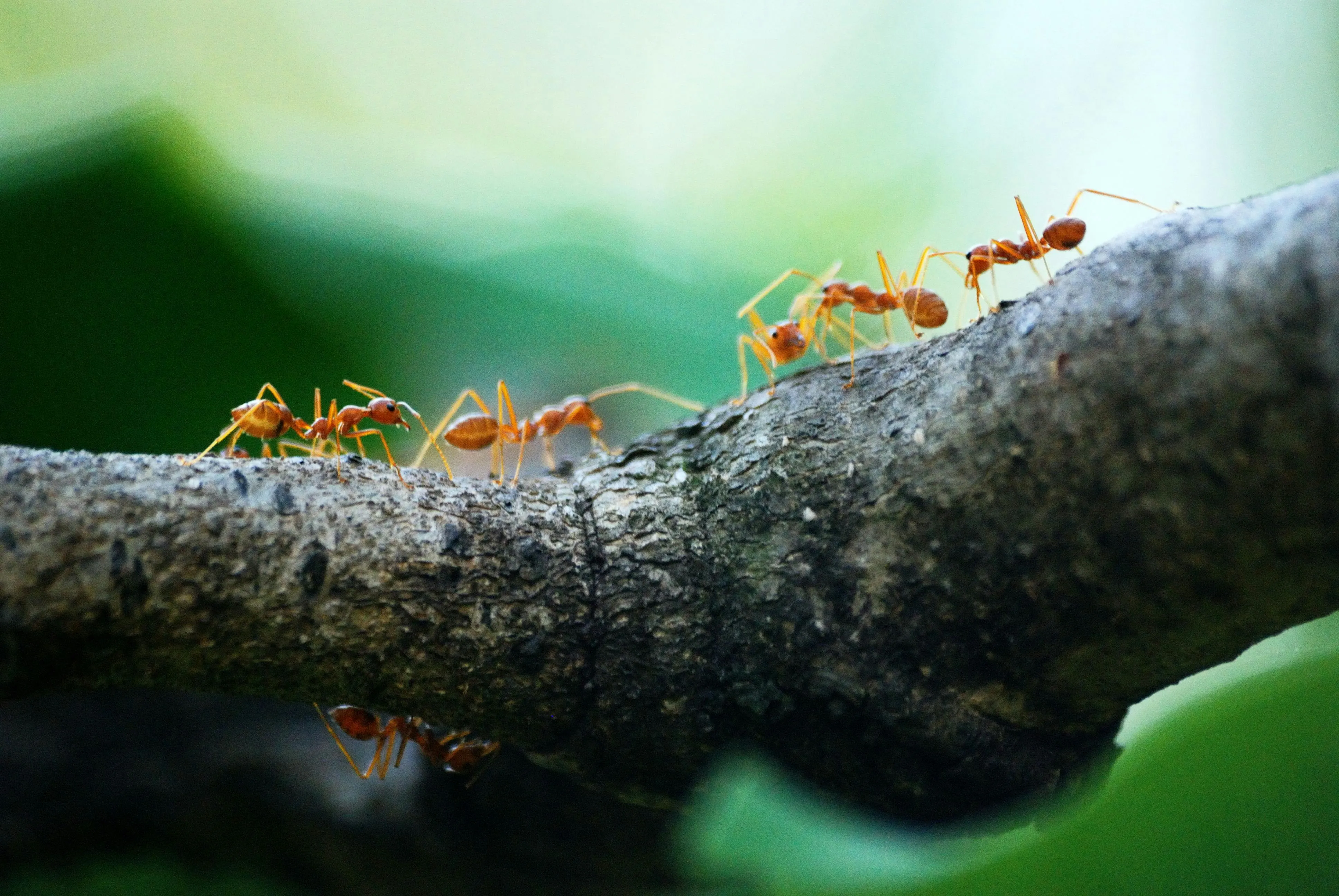 Poranimm Athithawatthee on pexels