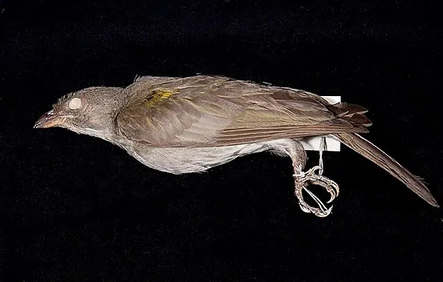 Temminck, 1832 on Wikimedia Commons