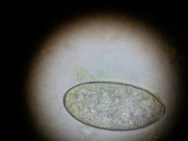 Ajay Kumar Chaurasiya on Wikimedia Commons