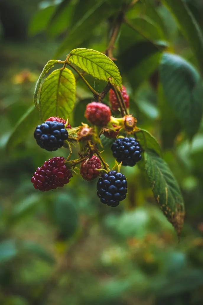 Tatiana Fernández R from Unsplash