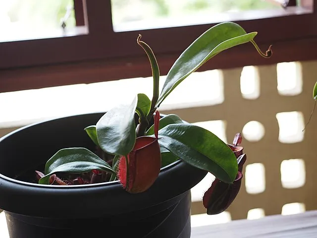 Tonynirappathu on Wikimedia Commons