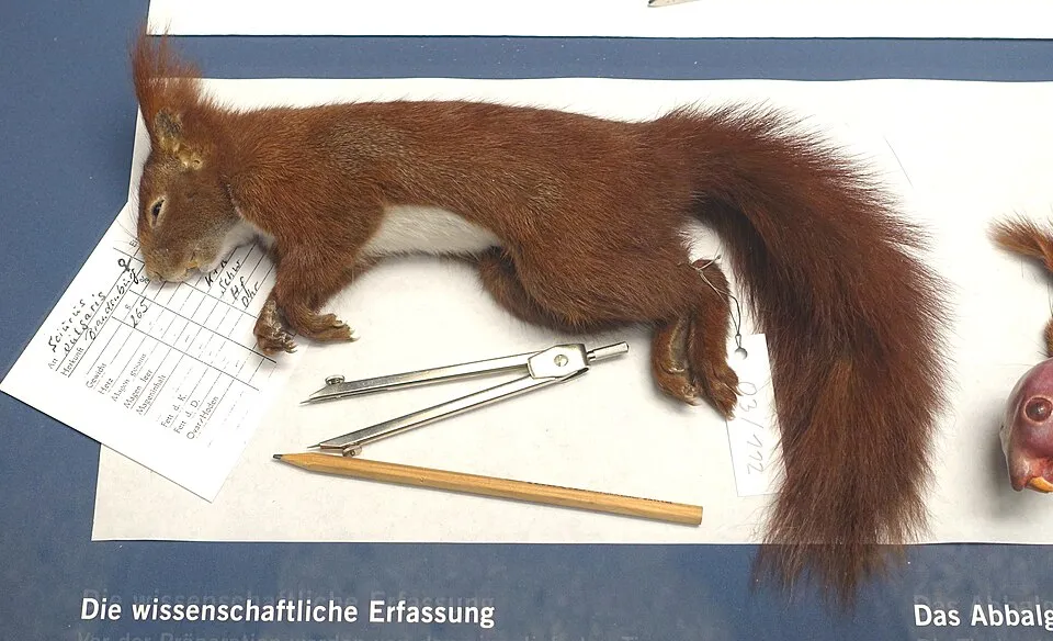 Daderot on Wikimedia Commons