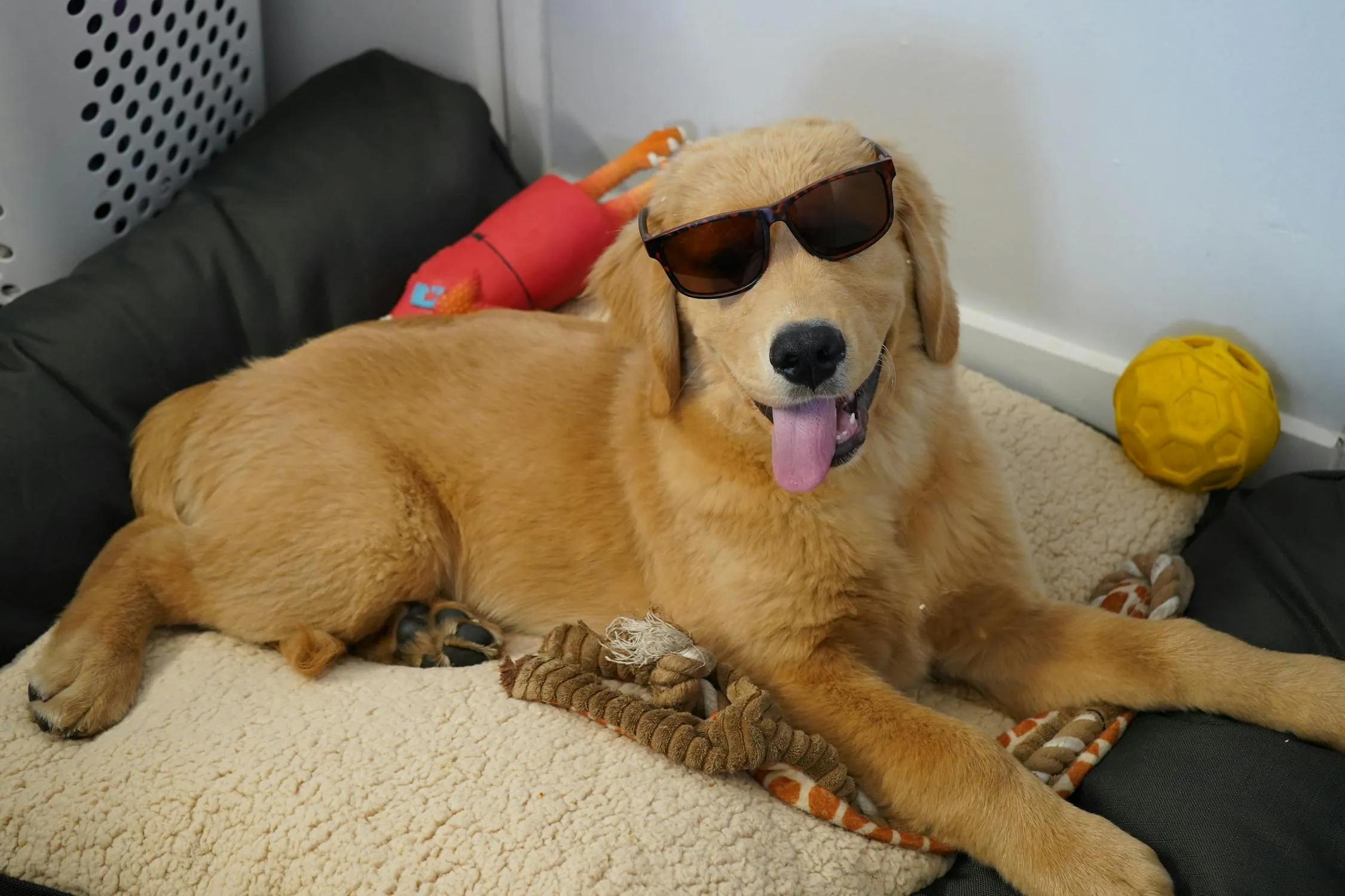 Pampered Golden on Pexels