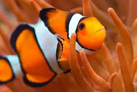 Image from Niabi Zoo