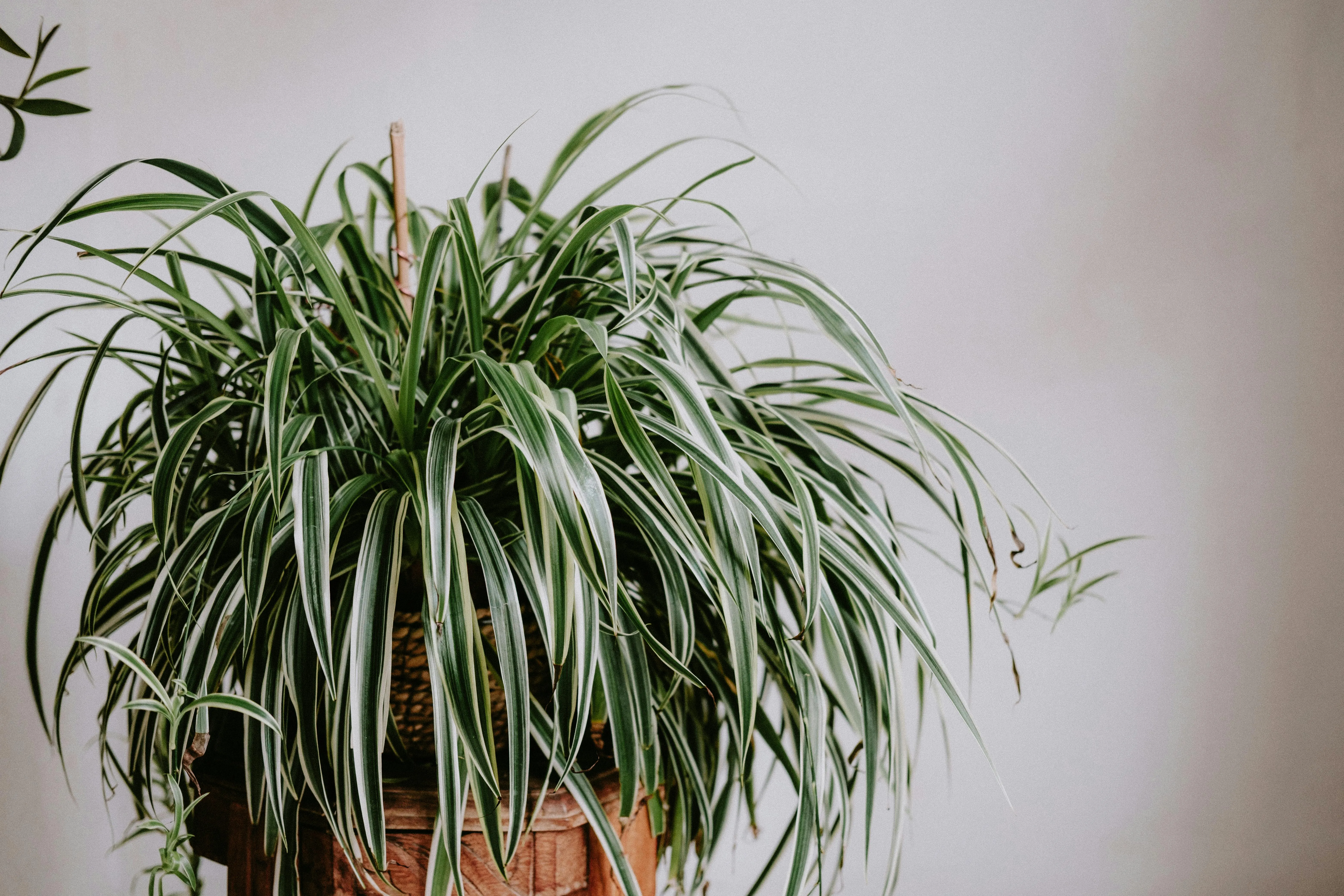 Mathias Reding on Pexels