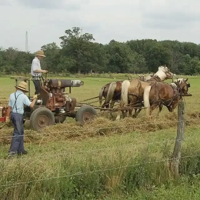 Facts That Will Answer All Your Questions About The Amish