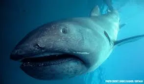 Image from Oceana