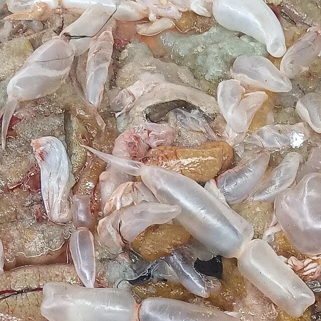 Fumikas Sagisavas on Wikimedia Commons