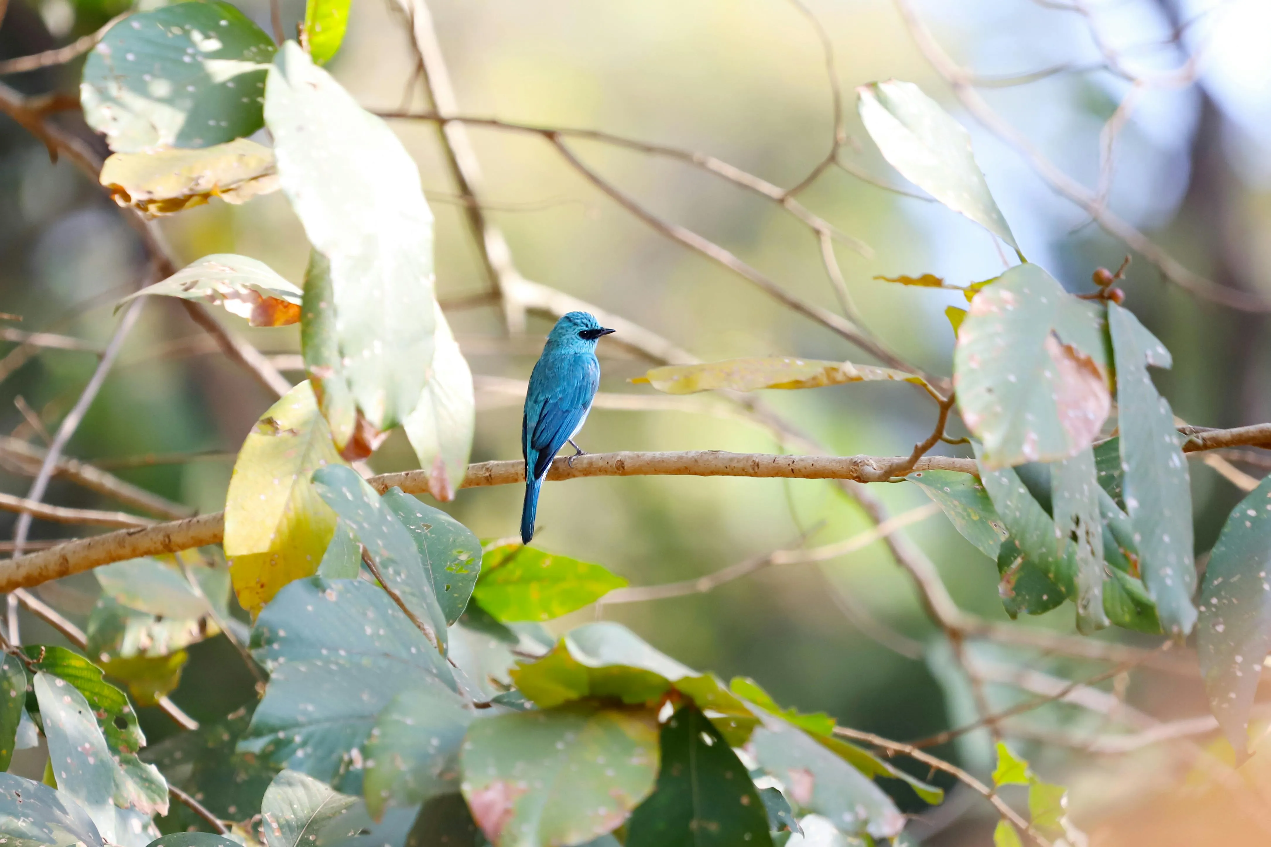 Sharath G. on Pexels