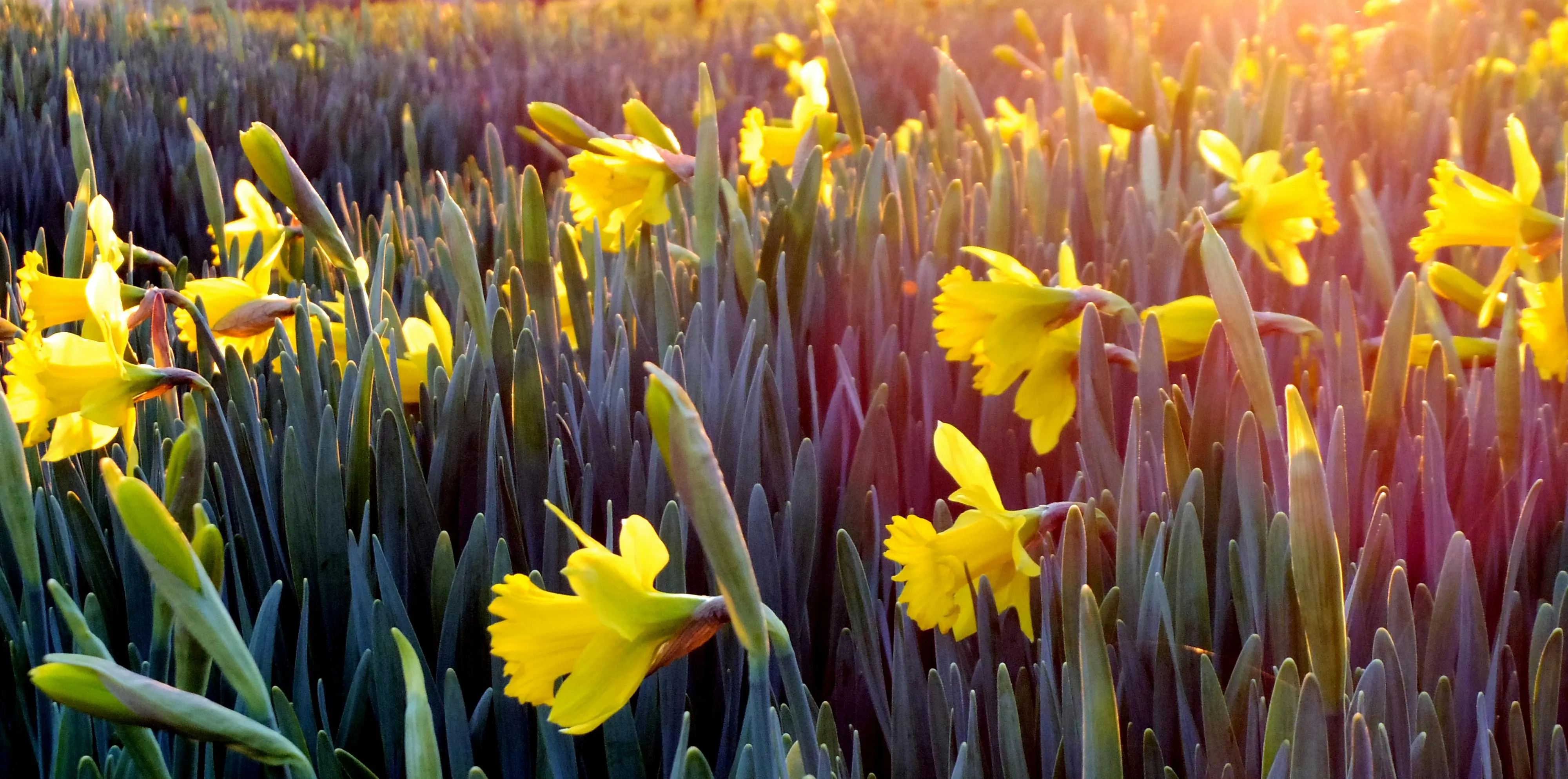 18 Signs People Used to Predict Spring Weather