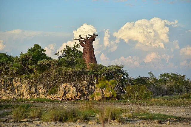 Anai171 on Wikimedia Commons