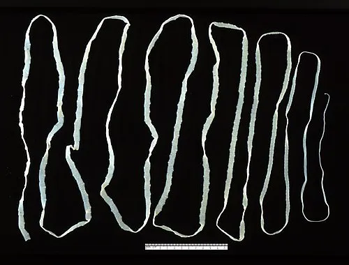 Image from Wikipedia