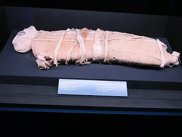 Tangopaso on wikimedia