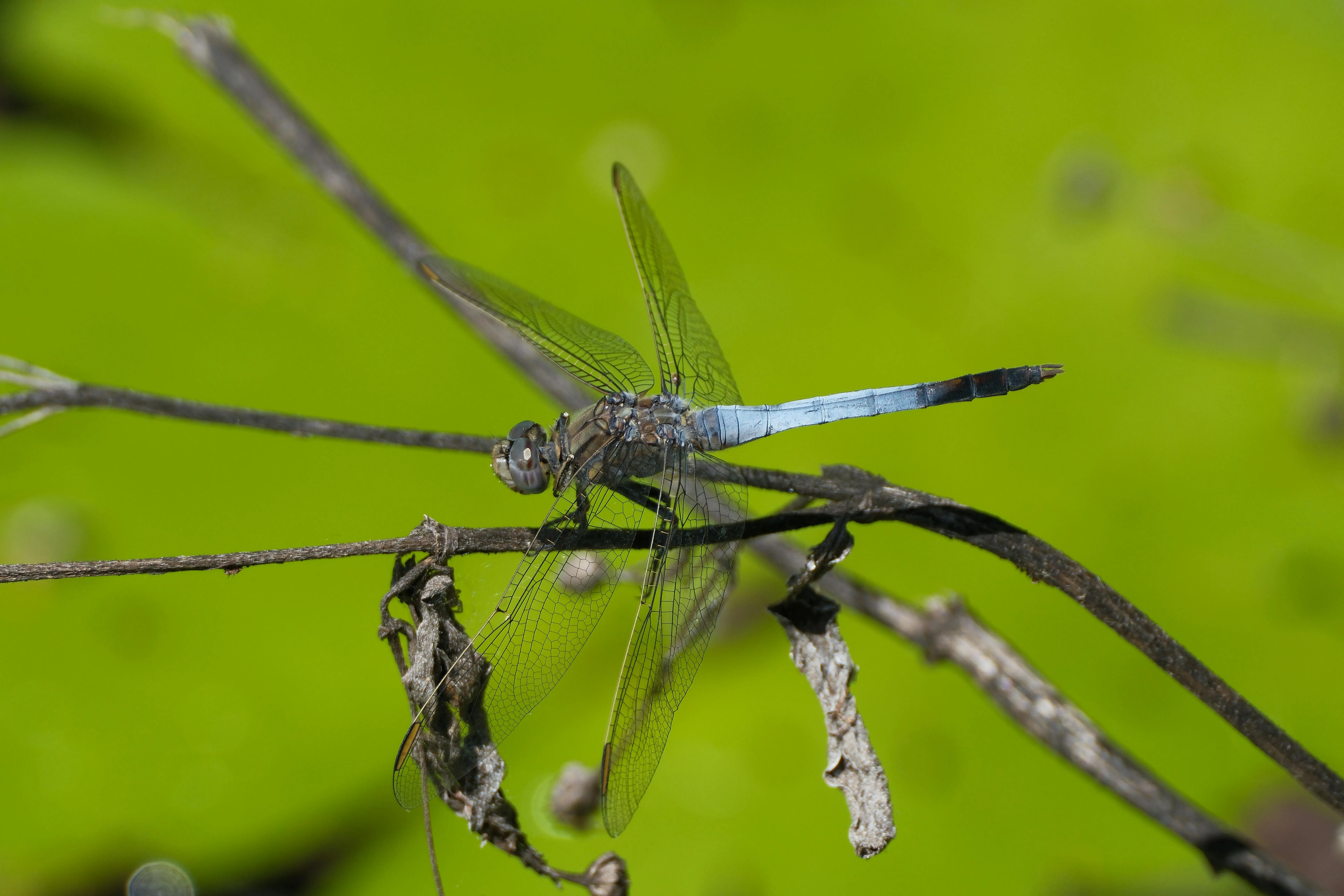 Walter Coppola on pexels