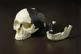 Image from Australian Museum 