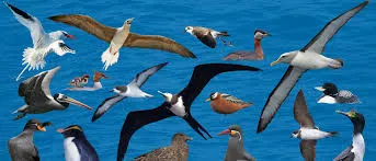 Image from BirdLife International