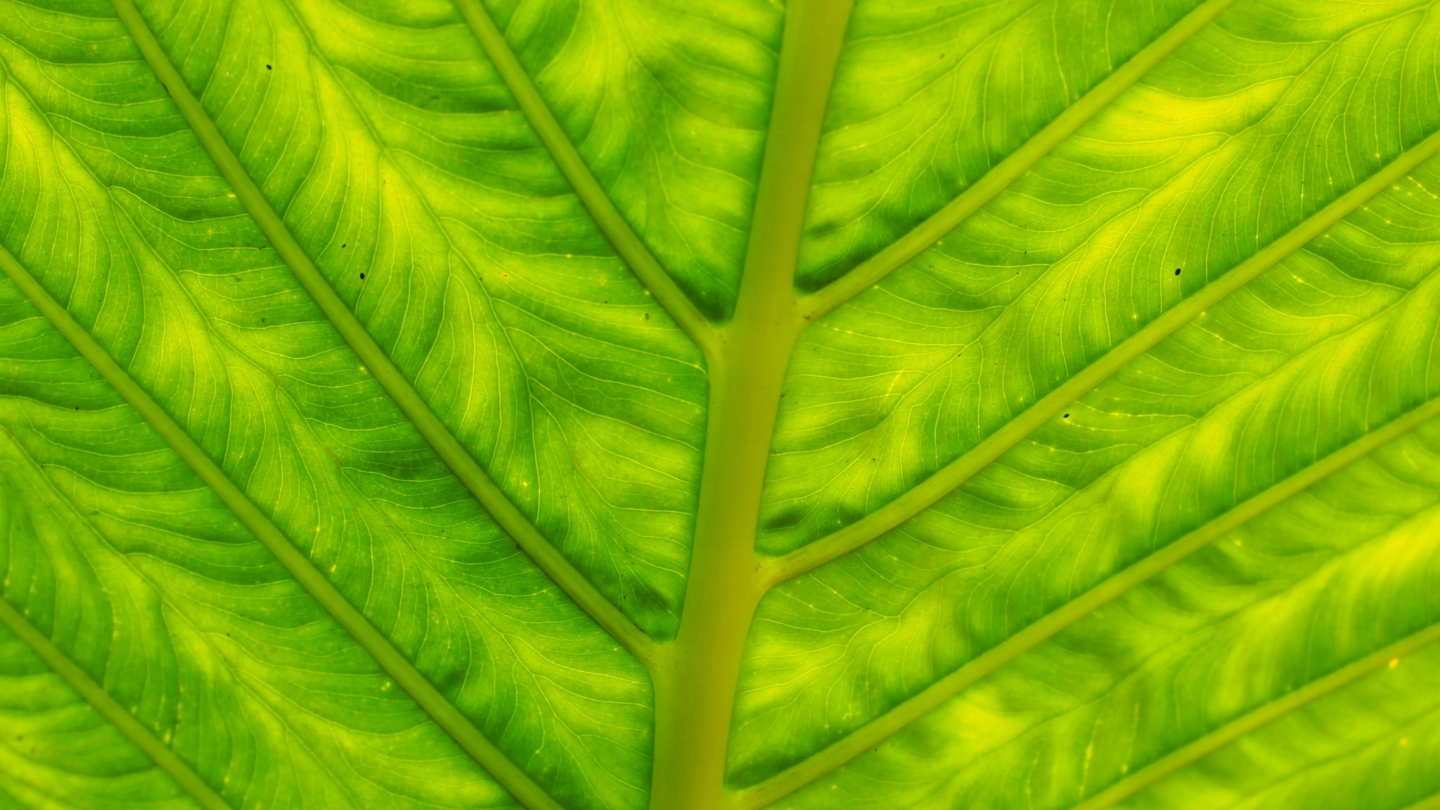 Virgo Oktaviano on Pexels