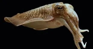 Image from Smithsonian Ocean