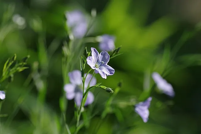 Chihiro H on Wikimedia Commons