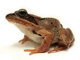 Image from National Audubon Society