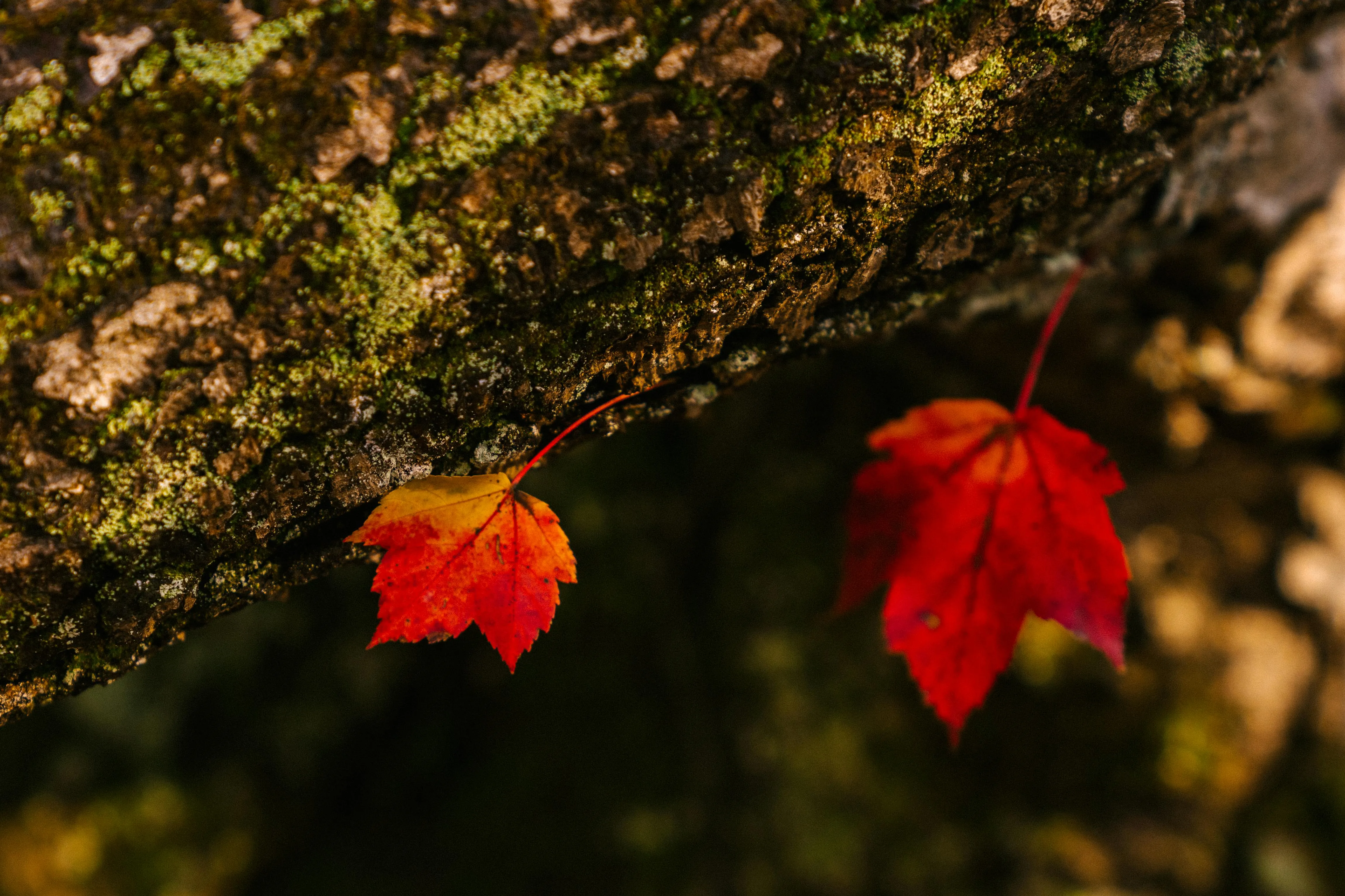 18 Examples of Seasonal Adaptation in Plants