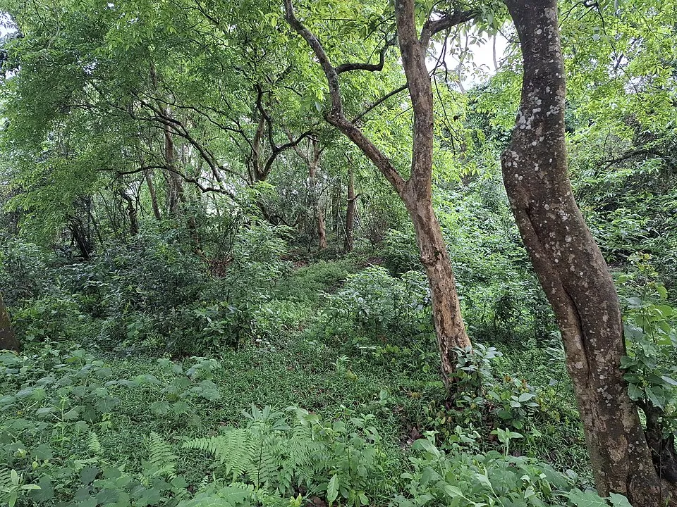 Pinakpani from Wikimedia Commons