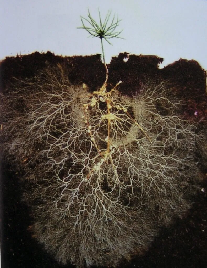 Image from Green Cover