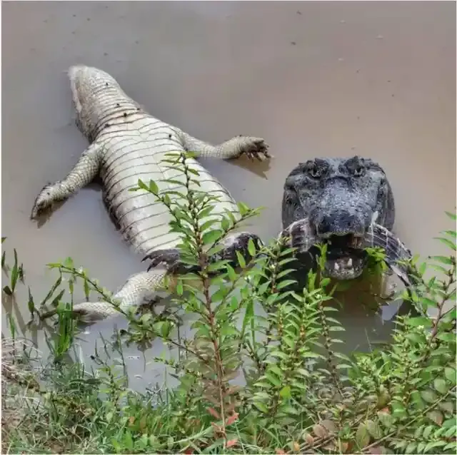 Unbelievable! Mother Nature's Most Terrifying Encounters: Brace Yourself for Bone-Chilling Horror (WARNING: Are You Brave Enough?)