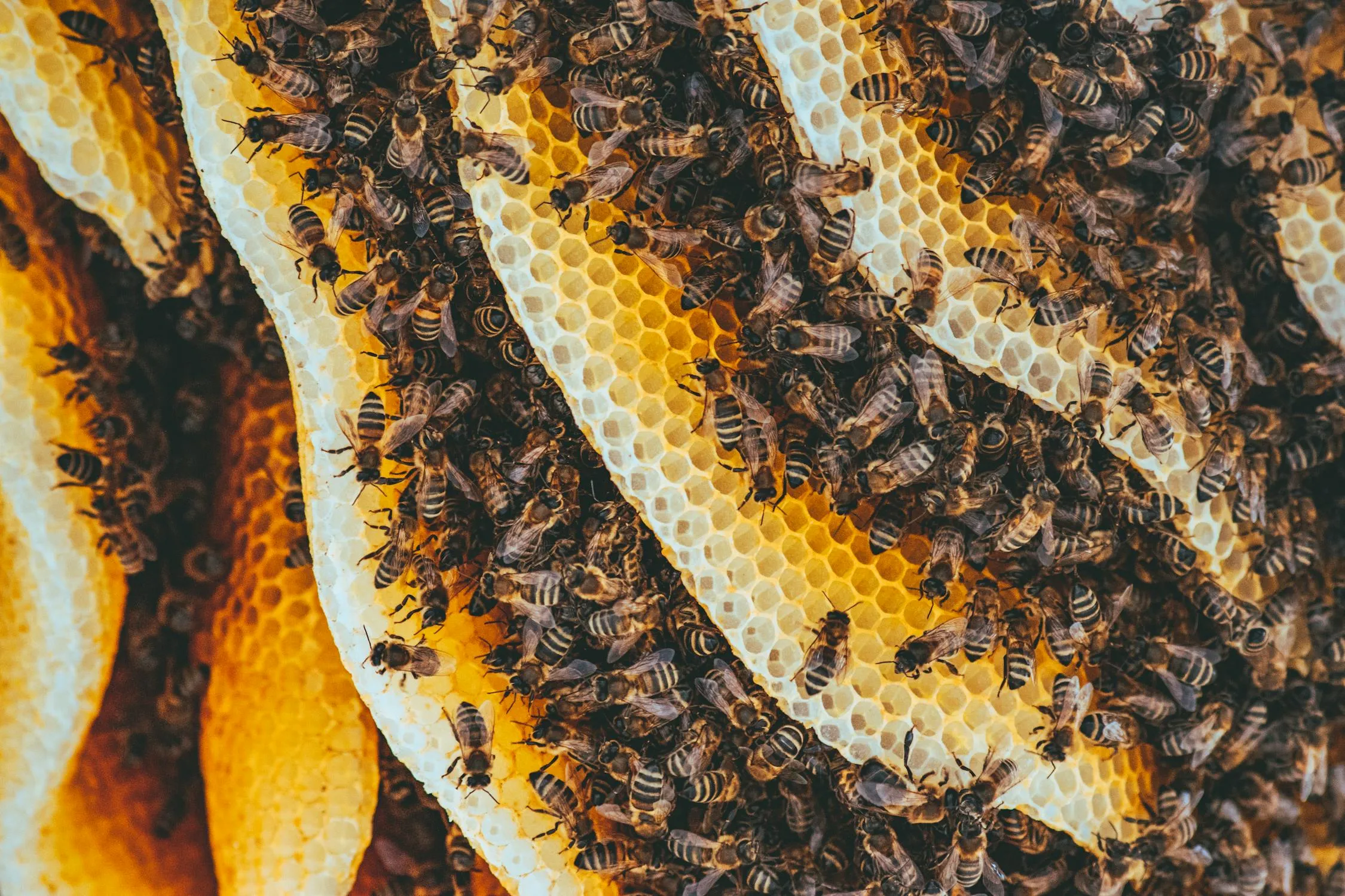 Ion Ceban @ionelceban on Pexels 