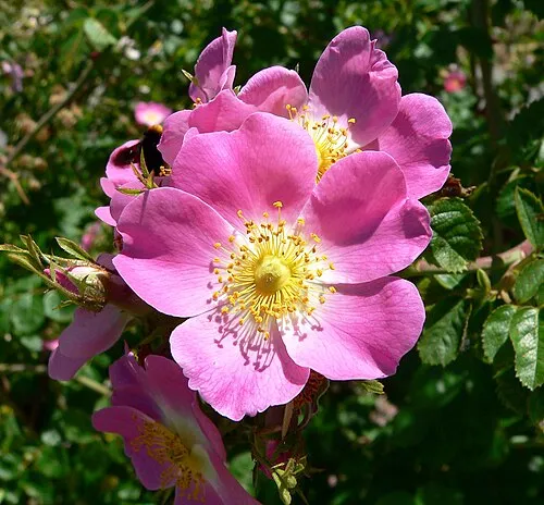 Image from Wikipedia