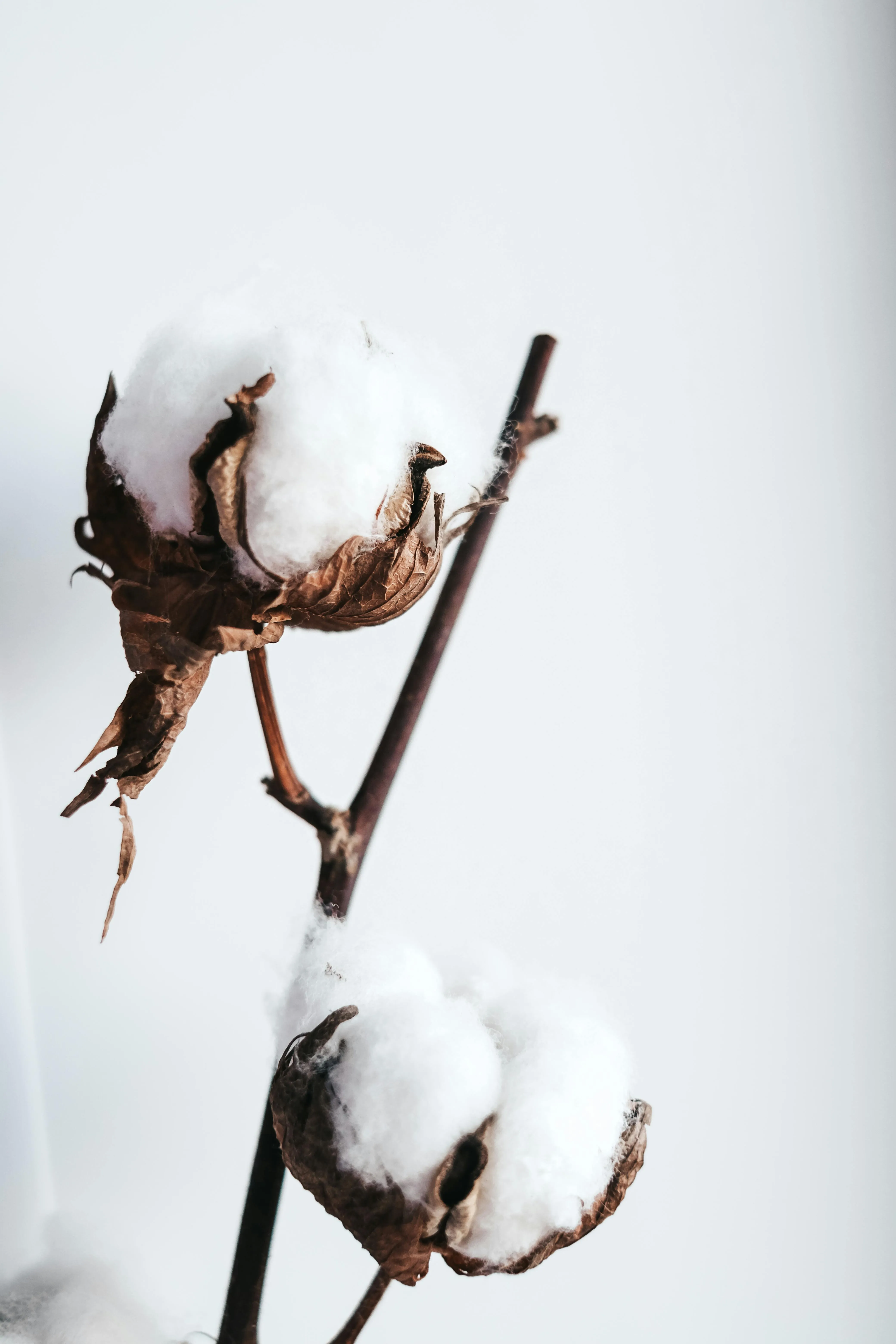 Vie Studio on Pexels