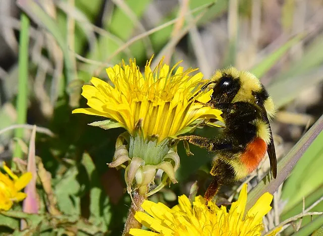 USFWS Mountain Prairie on wikimedia