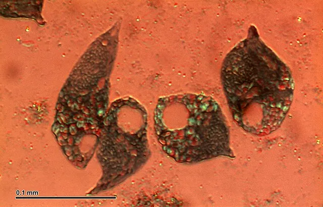 Doc. RNDr. Josef Reischig, CSc. on Wikimedia Commons