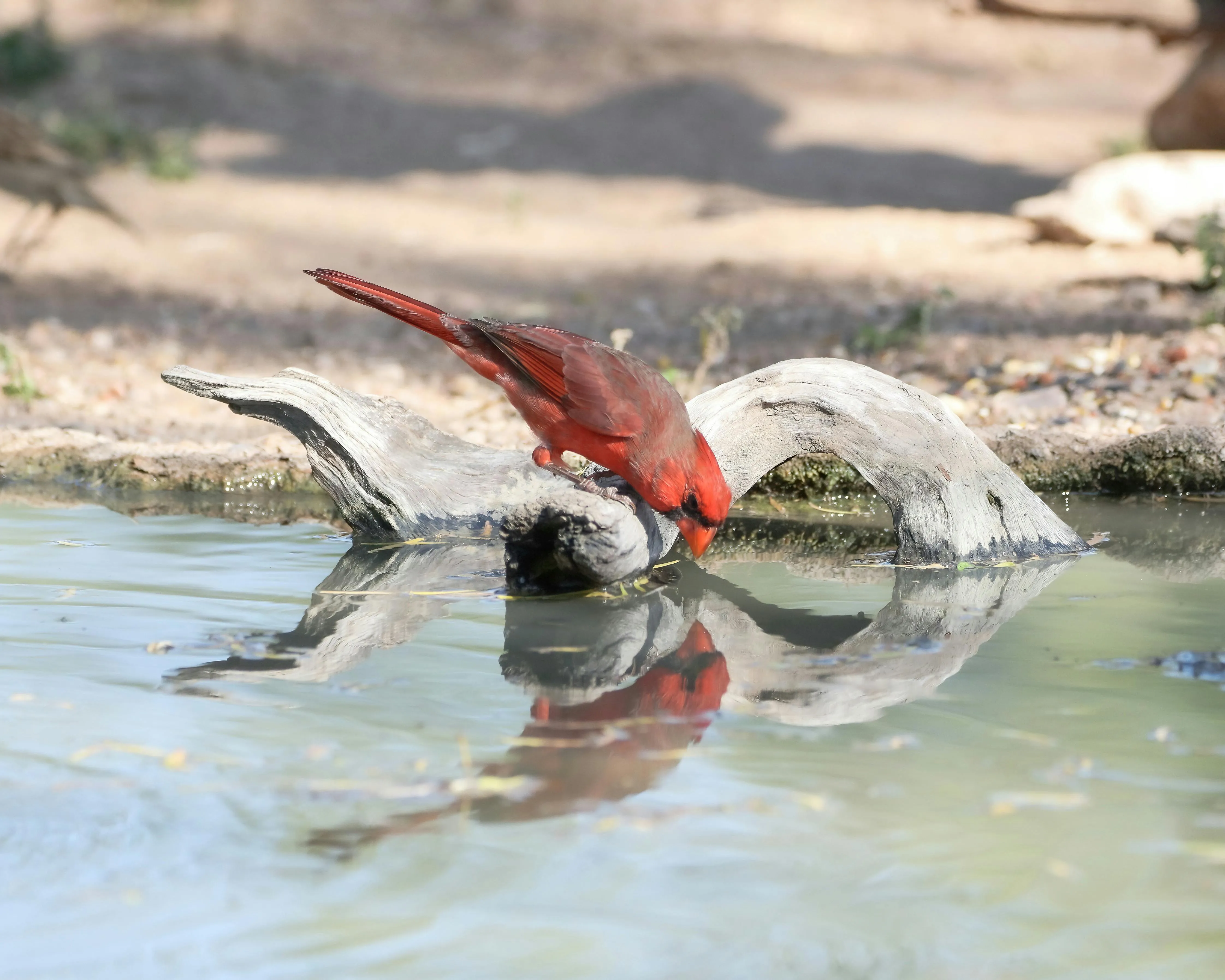 18 Natural Chain Reactions Found in Ecosystems