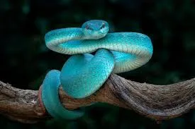 Image from Australian Geographic