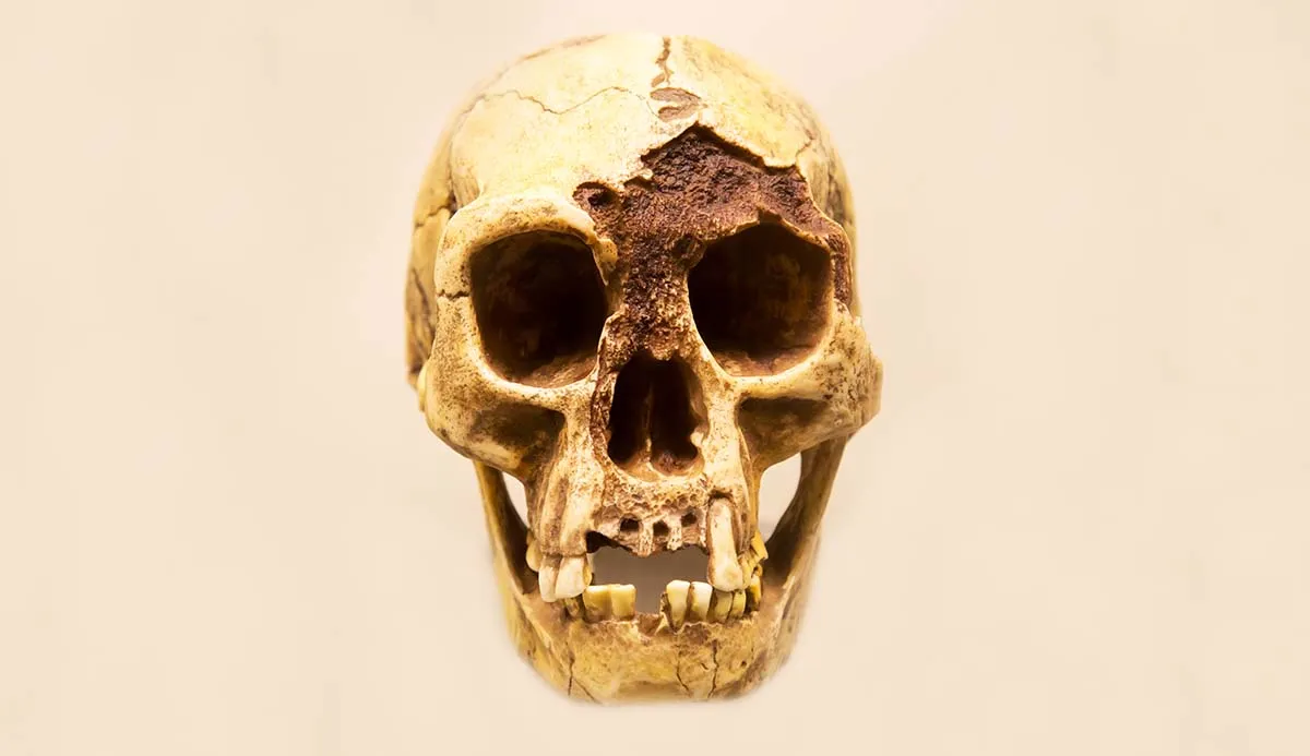 Image from Natural History Museum