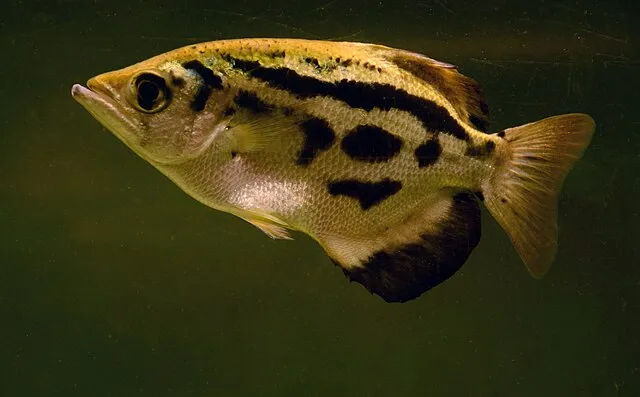 Vassil on wikimedia