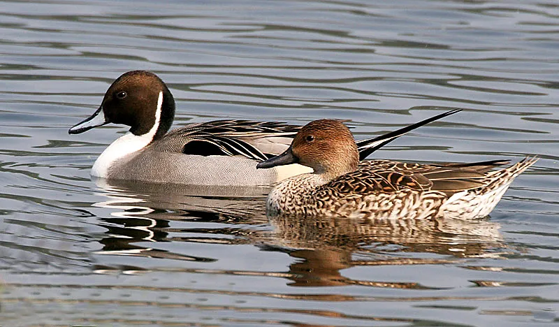 Image from Wikipedia 