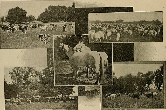 Wikimedia Commons