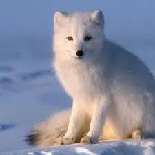 Image from National Geographic Kids