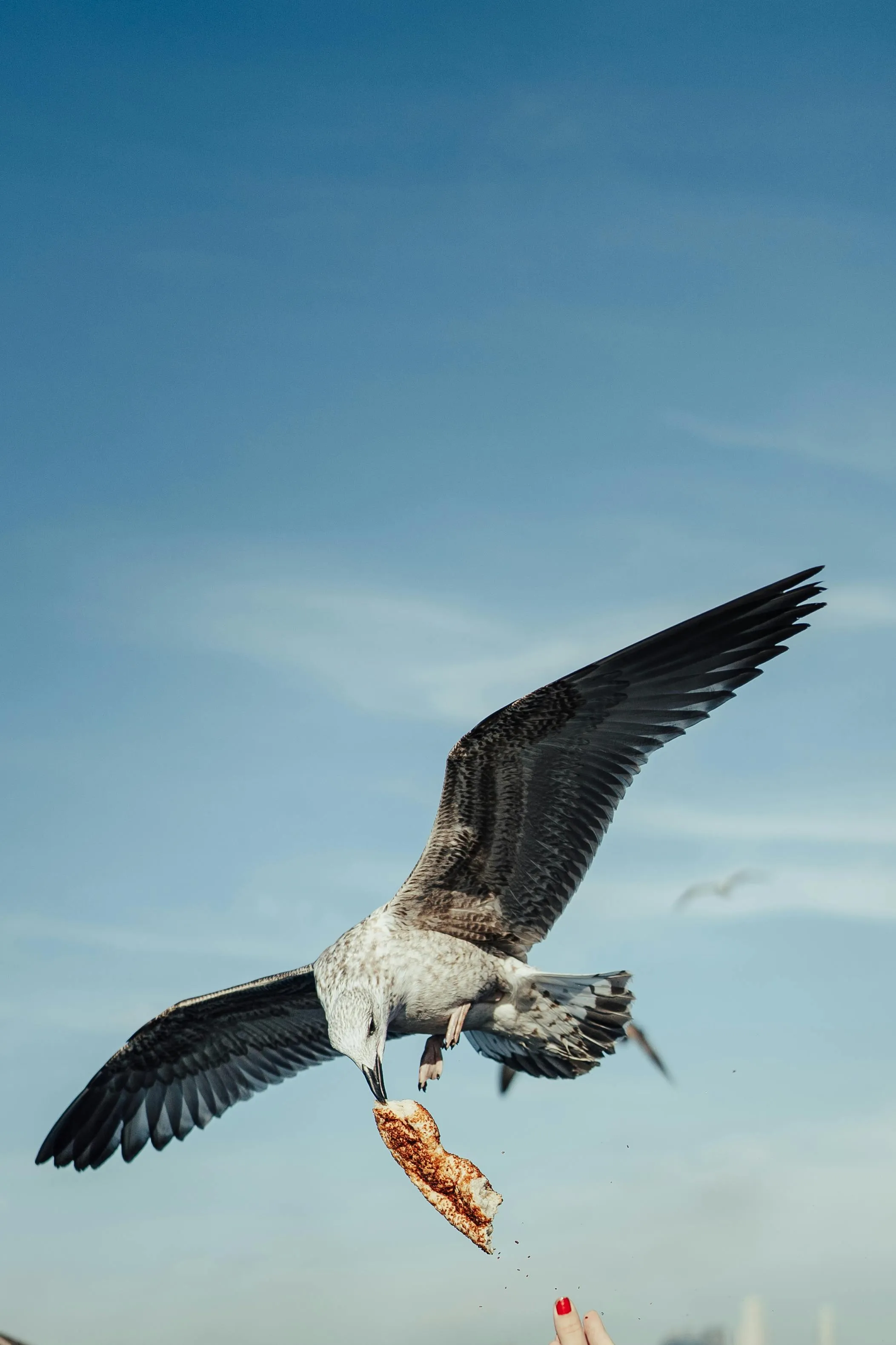 Levent Simsek on pexels