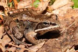 Image from The Canadian Encyclopedia