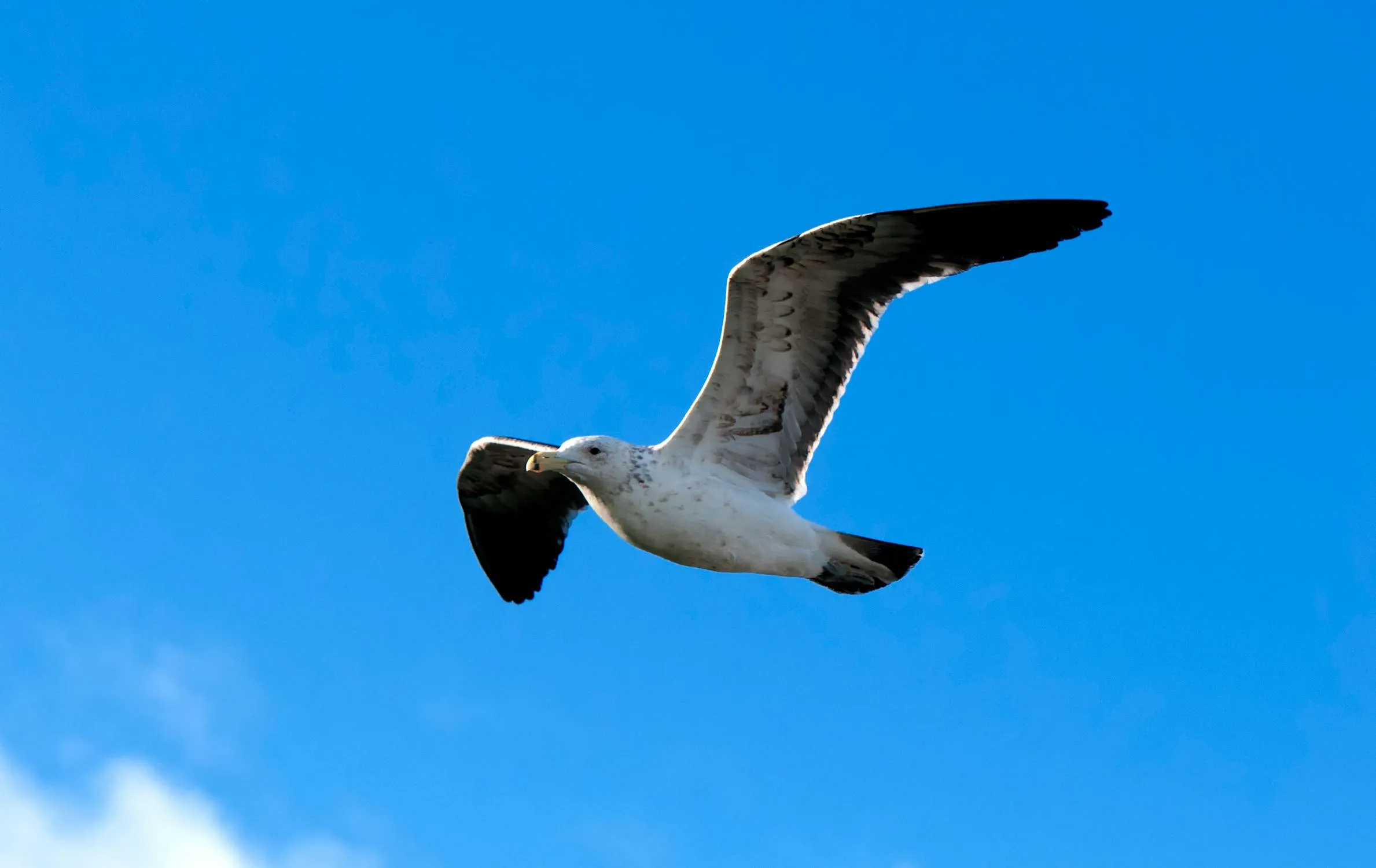 Frans van Heerden on Pexels
