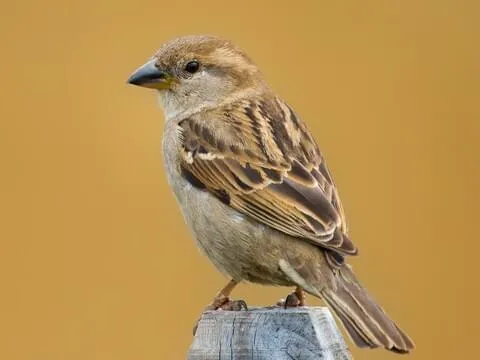 Image from All About Birds