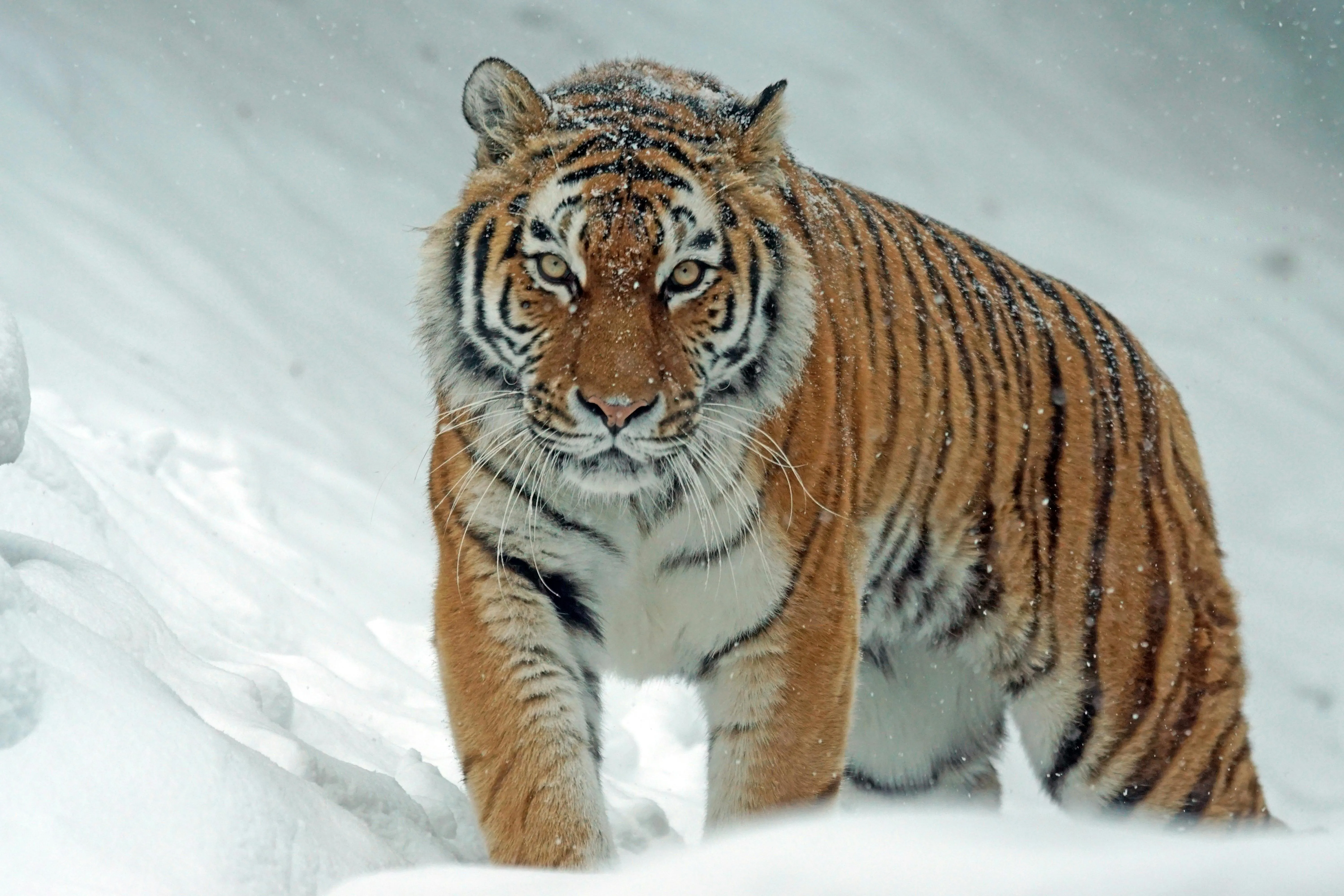 18 Ways Animals Adapt to Seasonal Changes
