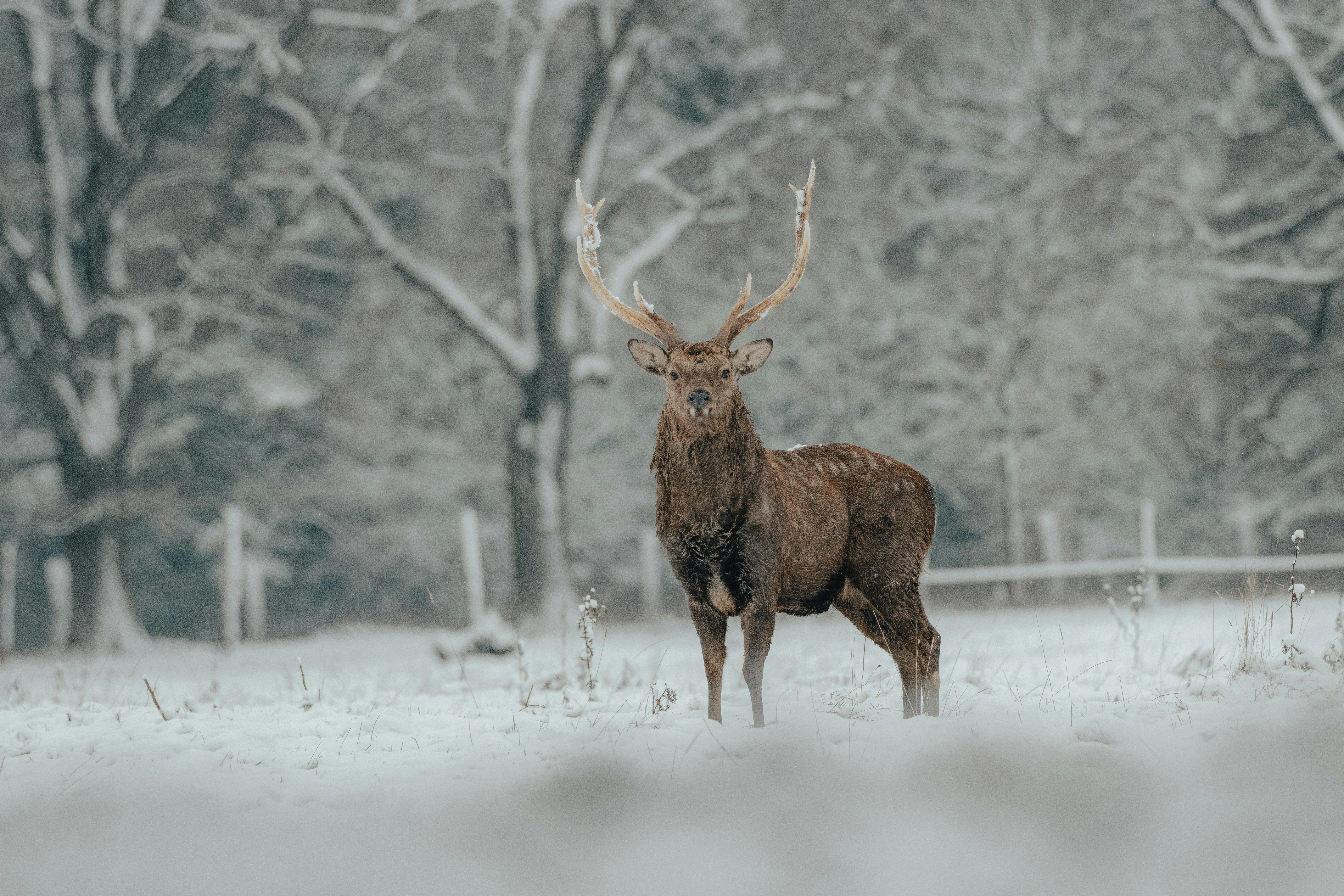 12 Seasonal Changes That Affect Animal Behavior