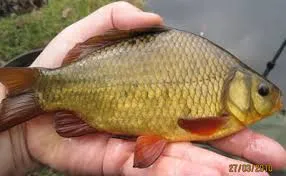 Image from Farnham Angling Society